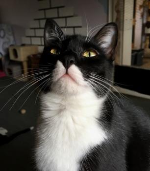 Pao Bild von Pao