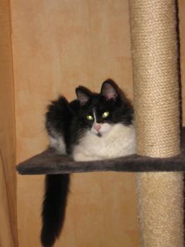 Lavinia Bild von Lavinia - Silke