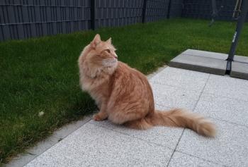 Turron Bild von Turron