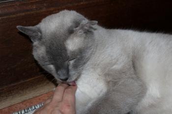Tatan Bild von Tatan