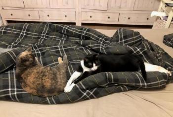 Nico Bild von Nico