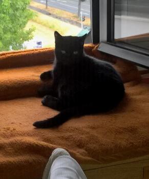 Yoyo Bild von Yoyo