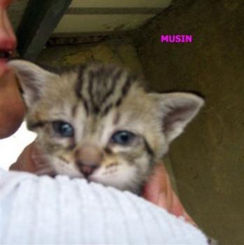 Bild von Musin