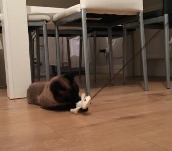 Tito Bild von Tito