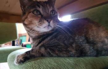 Misty Bild von Misty