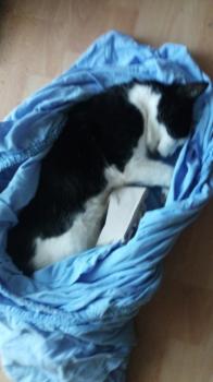 Kemino Bild von Kemino