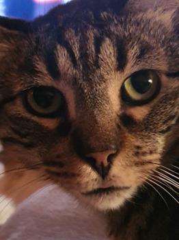 Bild von Starbuck