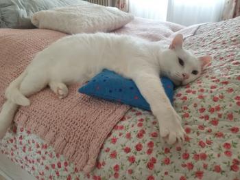 Coton Bild von Coton