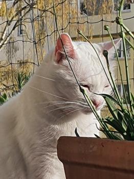 Coton Bild von Coton
