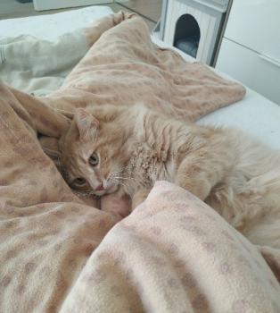 Turron Bild von Turron