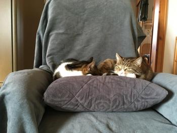 Milo Bild von Milo