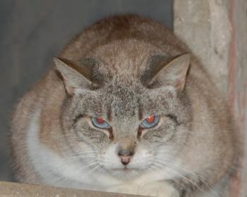 Keops Bild von Keops