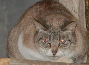 Keops Bild von Keops