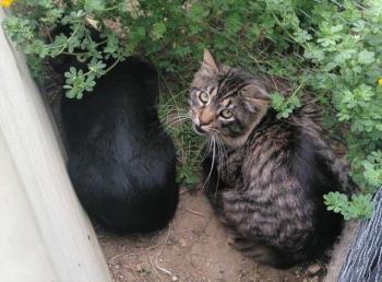 Lince Bild von Lince