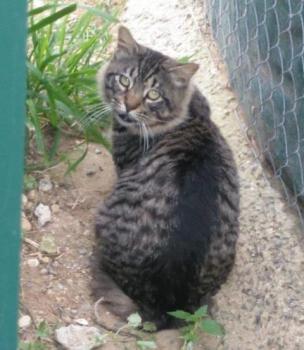 Lince Bild von Lince