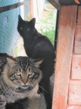Lince Bild von Lince