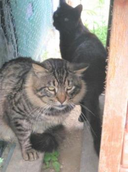Lince Bild von Lince