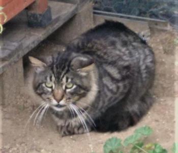 Lince Bild von Lince