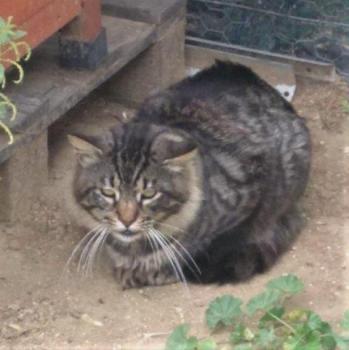 Lince Bild von Lince