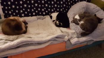 Missy Bild von Missy