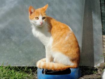 Harpo Bild von Harpo