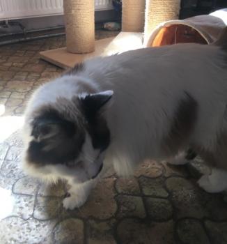 Amira Bild von Amira
