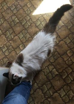 Amira Bild von Amira