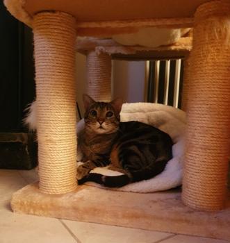 Benji Bild von Benji