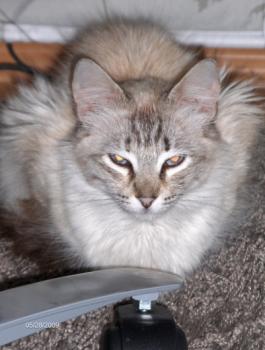 Sam Bild von Samantha