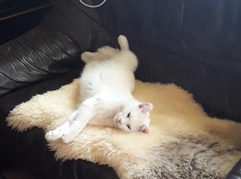 Sascha Bild von Sascha