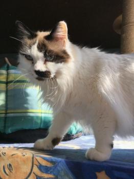 Amira Bild von Amira