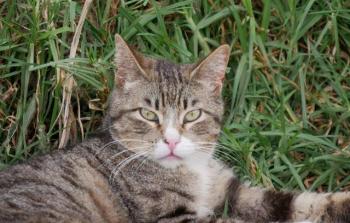 Babechi Bild von Babechi