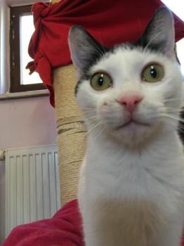 Ringo Bild von Ringo