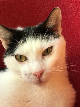Ringo Bild von Ringo