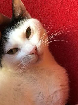 Ringo Bild von Ringo
