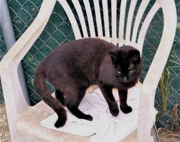 Shasa Bild von Shasa