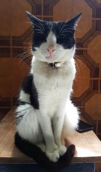 Victor Bild von Victor