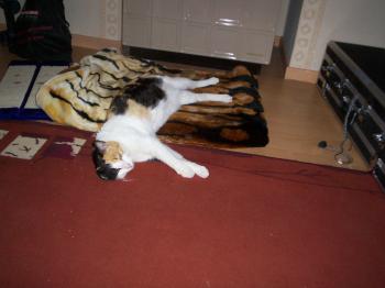 Tari Bild von Tari