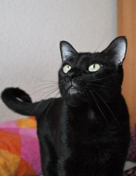 Lana Bild von Lana