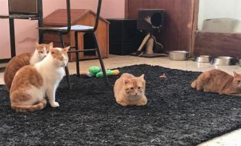 Figaro Bild von Figaro
