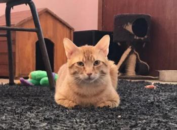 Figaro Bild von Figaro