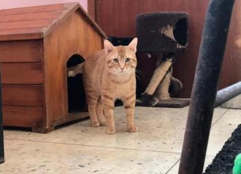 Figaro Bild von Figaro