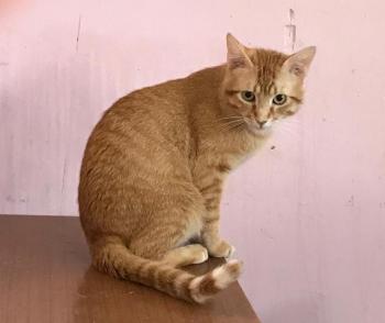 Figaro Bild von Figaro