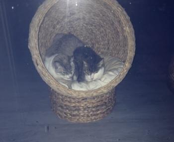 Vincenta Bild von Vincenta