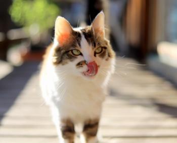 Suzette Bild von Suzette