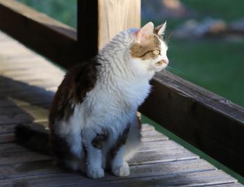 Suzette Bild von Suzette