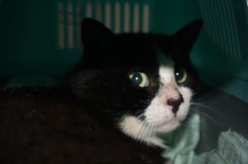 Rocky Bild von Rocky