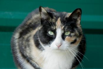 Tisha Bild von Tisha