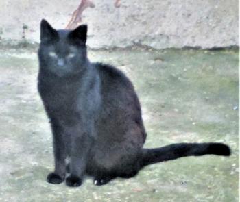 Bashira Bild von Bashira