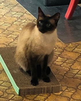 Achilipu Bild von Achilipu
